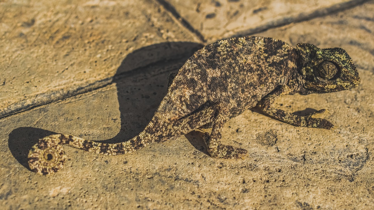 chameleon, nature, reptile